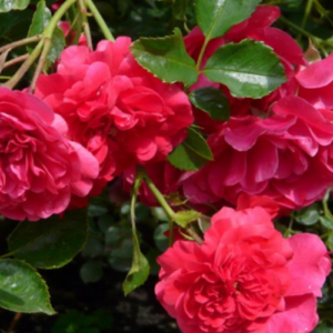 Roze 'Merkury'