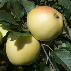 SA ābele 'Merrigold'