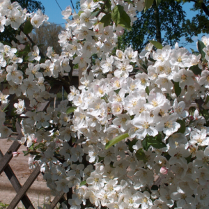 Ornamental Apple tree 'Merry Portter'