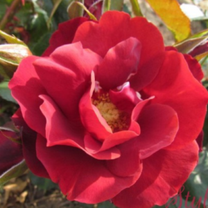 Roze 'Midnight Rose'