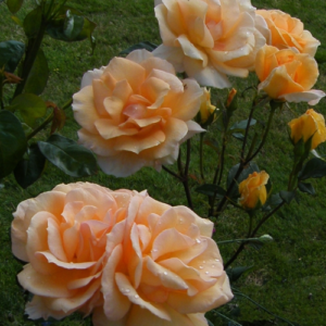 Roze 'Mille et Une Nuits'