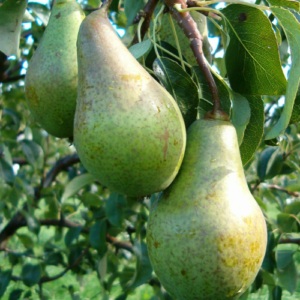 Pear 'Mļejevskaja Zimņaja'