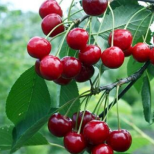 Ķirsis 'Molodjožnaja'