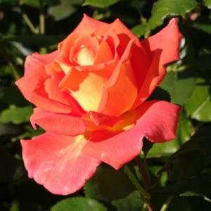 Roze 'Monica®'