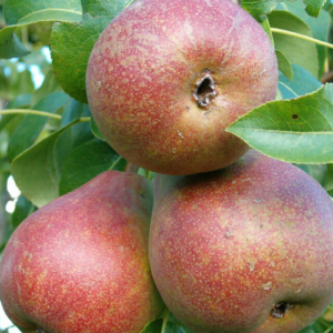 Bumbiere 'Mramornaja'