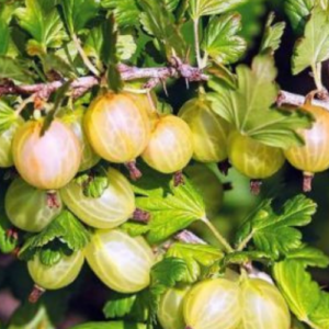 Ērkšķoga 'Mukurines'