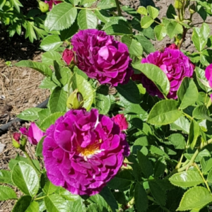 Roze 'Mystérieuse'