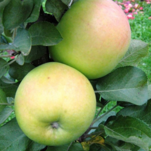 Kolonābele 'Nataliuška'