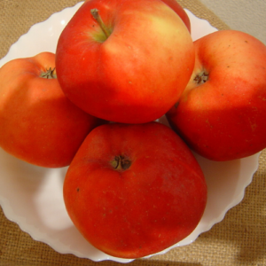 SA ābele 'Ničnera Zemeņu'