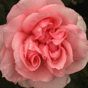 Roze 'Nirvana'