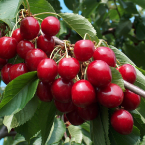 Saldais ķirsis 'Nord'