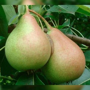 Pear 'Nova'