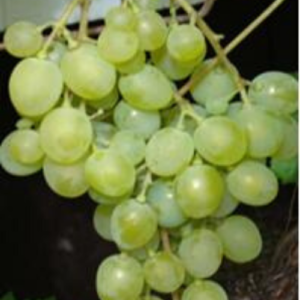 Grape 'Olga'