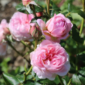 Roze 'Olivia'