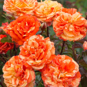 Rose 'Orange and Lemons'