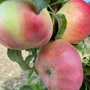 Kolonābele 'Ostankino'