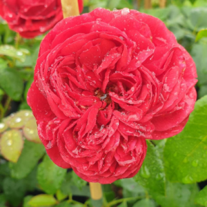 Roze 'Out Of Rosenheim'