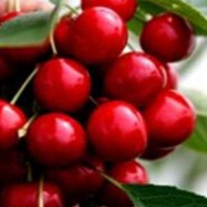 Saldais ķirsis 'Ovstuženka'