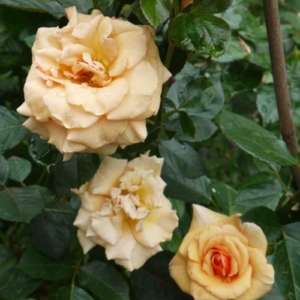 Rose 'Paco Rabanne'