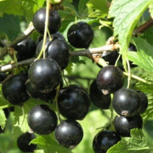 Upene 'Pamatj Vavilova'