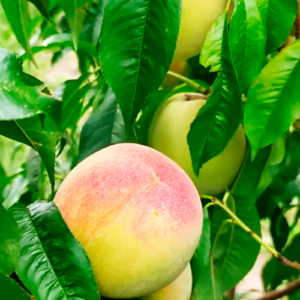 Persiks 'Pamjatj Ševčenko'