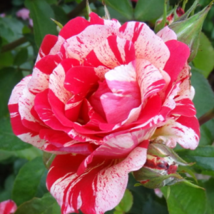 Rose 'Papageno'