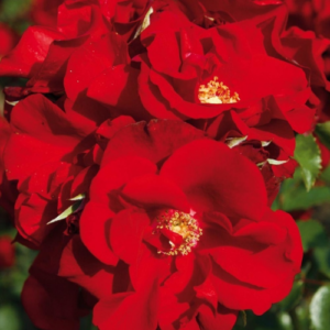 Roze 'Paprika®'