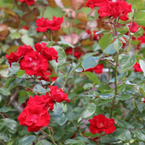 Roze 'Parkdirektor Riggers'