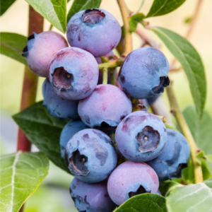 Krūmmellene 'Patriot'