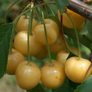 Saldais ķirsis 'Paula'