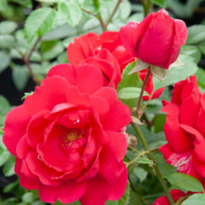 Roze 'Paul's Scarlet Climber'
