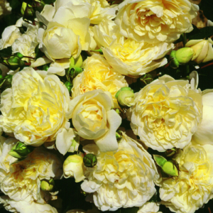 Roze 'Perpetually Yours'