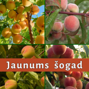 26/1 Dažādas persiku šķirnes