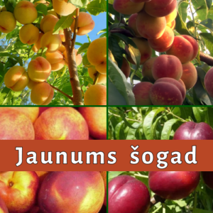 26/1 Dažādas persiku un nektarīnu šķirnes