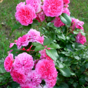 Roze 'Pink Swany'