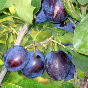 Plum 'Suhkruploom'