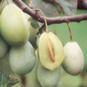 Plūme 'Latvijas Dzeltenā Olplūme'