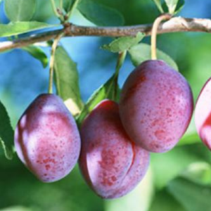 Plūme 'Vengerka Krupnoplodnaja'