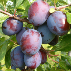 Plum 'Zarečnaja Raņņaja'