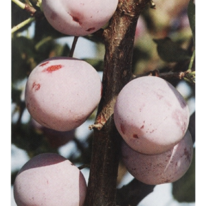 Plūme 'Altana Renklode'