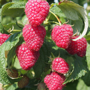 Raspberry 'Polana'