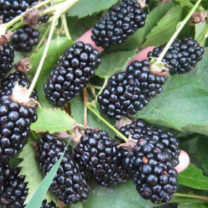 Blackberry 'Polar'