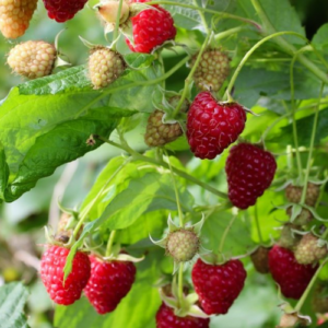 Raspberry 'Polesie'
