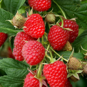 Raspberry 'Polka'