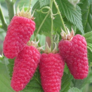 Raspberry 'Polonez'