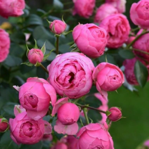Roze 'Pomponella®'