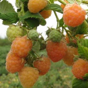 Raspberry 'Poranna Rosa'