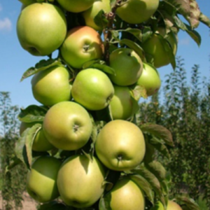 Kolonābele 'President'