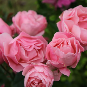 Roze 'The Queen Elizabeth Rose®'