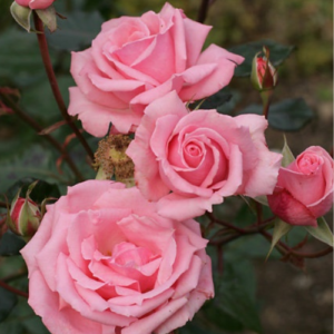 Roze 'Ramira'